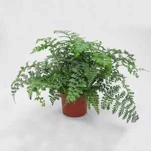 Asplenium Parvati | Nestvaren