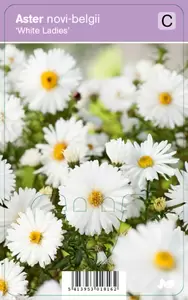 Aster novi-belgii White Ladies  P9