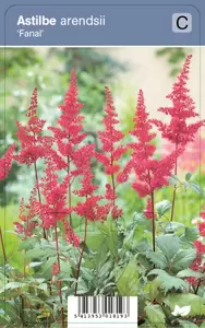 Astilbe arendsii Fanal