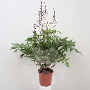 Astilbe Japonica | Pluimspirea - afbeelding 3