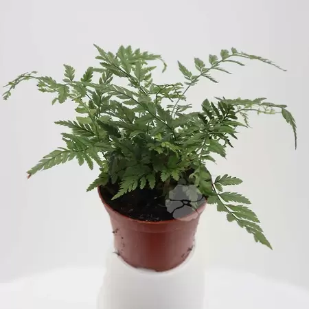 Athyrium | Varen