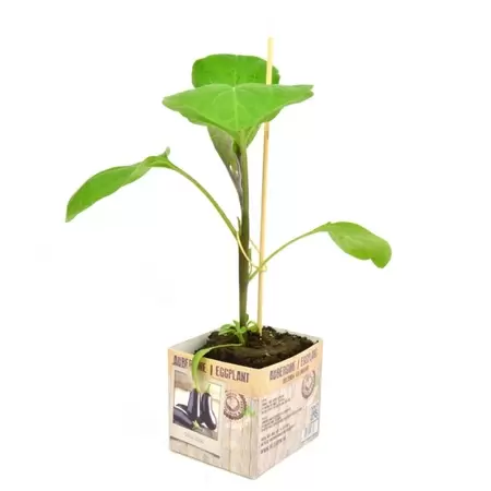 Aubergine