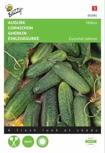 Augurk National, Kleine Groene Buzzy Seeds - afbeelding 2