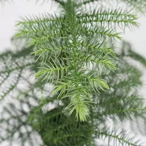 Auraucaria Heterophylla | Kamerden Pot17cm H75cm - afbeelding 2
