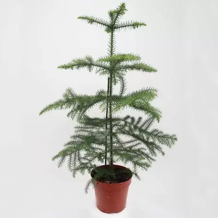 Auraucaria Heterophylla | Kamerden Pot17cm H75cm - afbeelding 1