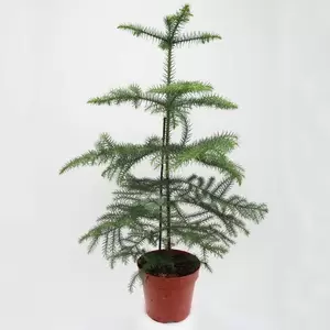 Auraucaria Heterophylla | Kamerden Pot17cm H75cm - afbeelding 1