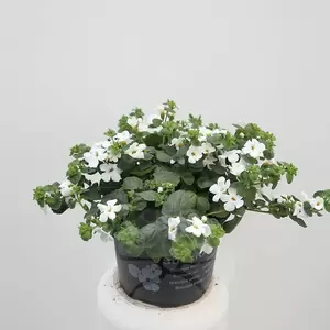 Bacopa stekperkgoed