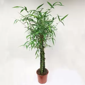 Bambusa Ventricosa | Bamboe Pot27cm H140cm
