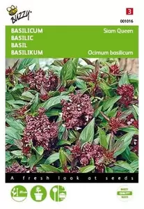 Basilicum Grootbladig Buzzy Seeds - afbeelding 1