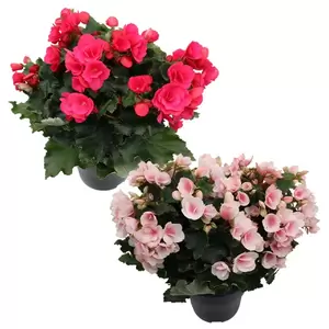 Begonia Elatior Betulia | Begonia - afbeelding 1