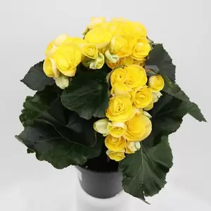 Begonia Eliator - afbeelding 2