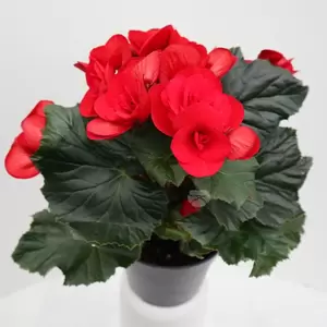 Begonia Eliator - afbeelding 3