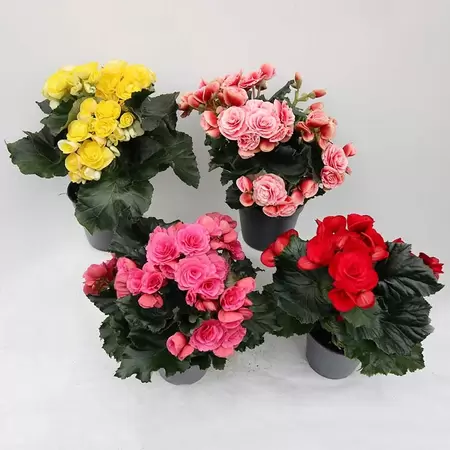 Begonia Eliator - afbeelding 1