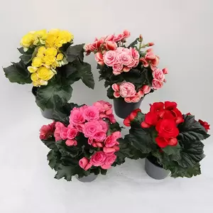 Begonia Eliator - afbeelding 1