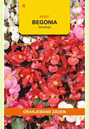 Begonia gemengd Oranjeband - afbeelding 1