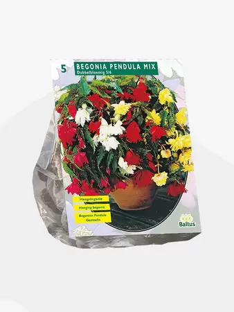Begonia Pendula, Mix per 5