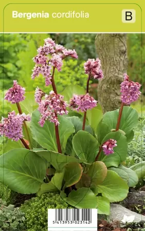 Bergenia cordifolia p9