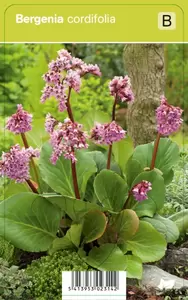 Bergenia cordifolia p9