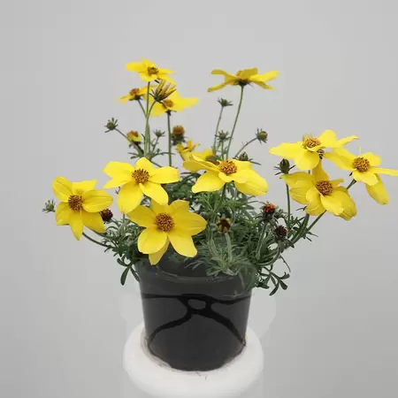 Bidens stekperkgoed | Tandzaad