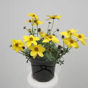 Bidens stekperkgoed | Tandzaad