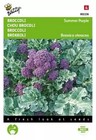 Broccoli Calabrese natalino, groen Buzzy Seeds - afbeelding 1