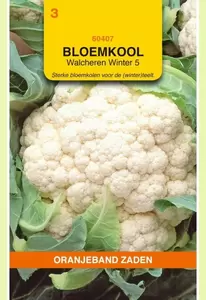 Bloemkool Walcheren Winter 5 Oranjeband - afbeelding 2