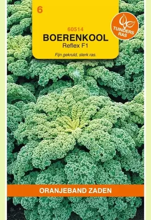 Boerenkool Reflex F1 (wordt Winterbor F1) Oranjeband - afbeelding 1