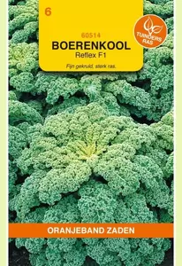 Boerenkool Reflex F1 (wordt Winterbor F1) Oranjeband - afbeelding 1