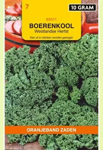 Boerenkool Westlandse Herfst (laat type), 10g Oranjeband - afbeelding 1