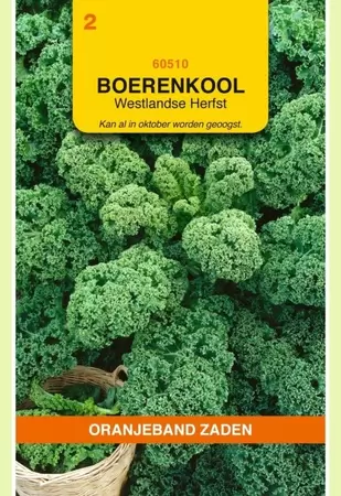 Boerenkool Westlandse Herfst (laat type) Oranjeband - afbeelding 1