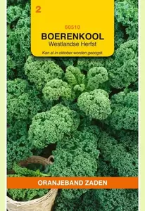 Boerenkool Westlandse Herfst (laat type) Oranjeband - afbeelding 1