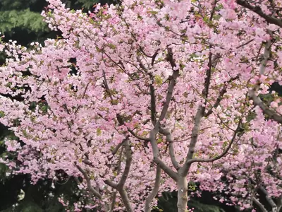 Bomen, heesters & coniferen