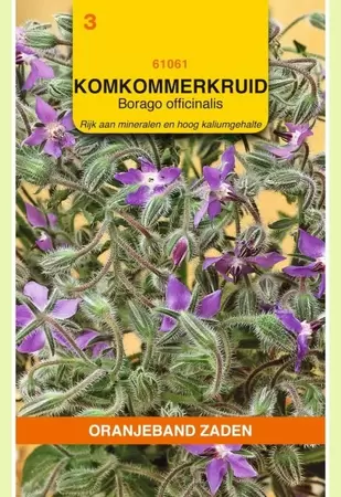 Borage Komkommerkruid Oranjeband - afbeelding 1