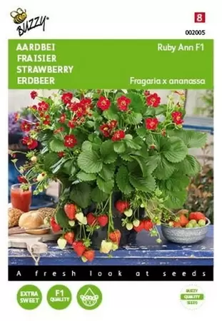 Aardbeien Grandian F1 Buzzy Seeds - afbeelding 1