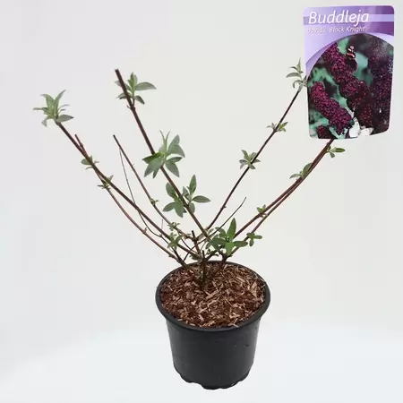 Buddleja dav. Black Knight | Vlinderstruik