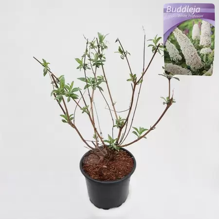 Buddleja dav. White Profusion | Vlinderstruik P15