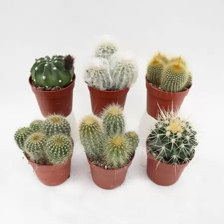 Cactus Assorti.
