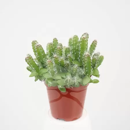 Cactus Hylocereus Undatus | Babyboom