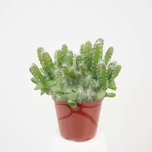 Cactus Hylocereus Undatus | Babyboom