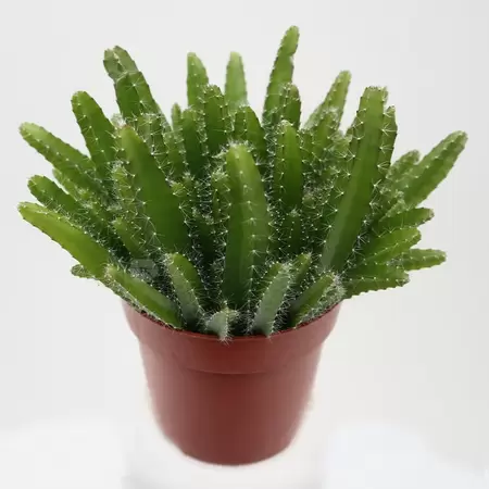 Cactus Hylocereus Undatus | Babyboom