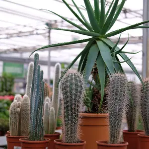 Cactussen & vetplanten