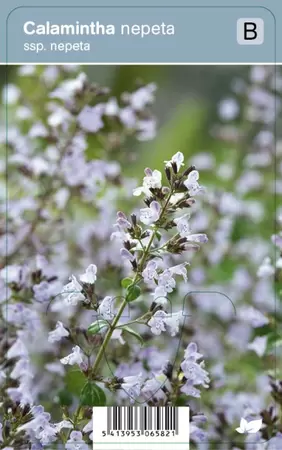 Calamintha nepeta ssp. Nepeta