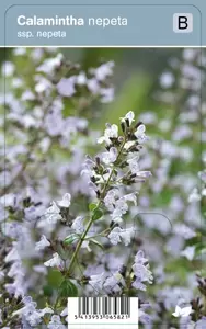 Calamintha nepeta ssp. Nepeta