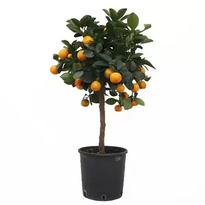 Calamondin op stam | Mandarijn