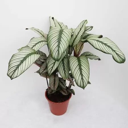 Calathea Majestica 'White Star' | Ritselplant