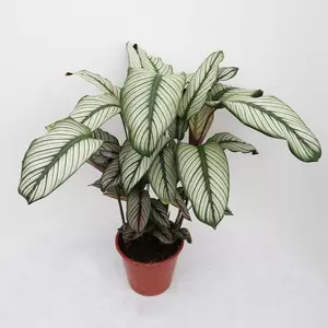 Calathea Majestica 'White Star' | Ritselplant
