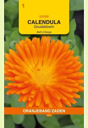 Calendula, Goudsbloem Ball's Orange Oranjeband - afbeelding 1