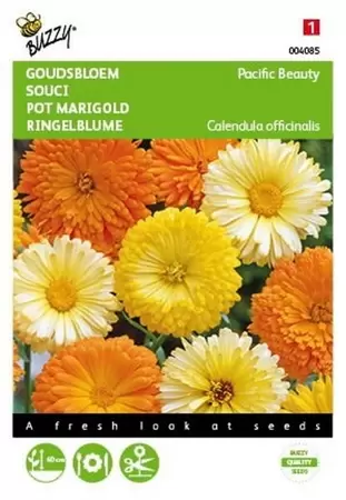 Calendula, Goudsbloem Ball’s Orange dubbelbloemig Buzzy Seeds - afbeelding 1