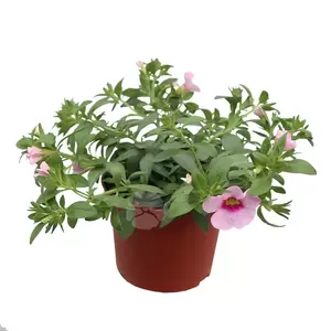 Calibrachoa mini famous | Kleinbloemige petunia - afbeelding 3