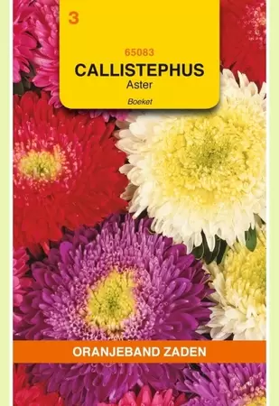 Callistephus, Aster Boeket gemengd Oranjeband - afbeelding 1